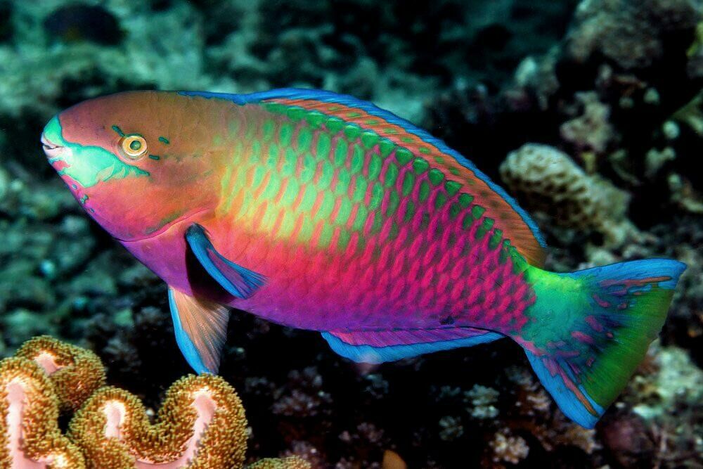 Imagem do Peixe Papagaio